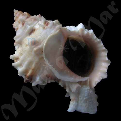 Phyllonotus margaritensis (Abbott, 1958)