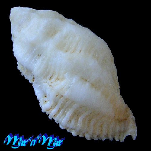 Alternative view of Coralliophila adansoni Kosuge & Fernandes, 1989