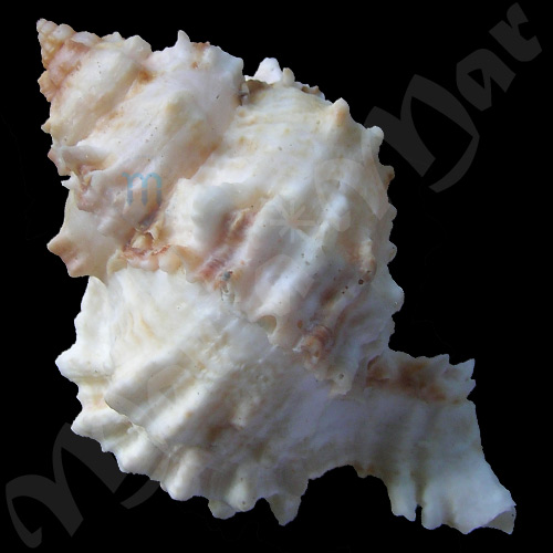 Phyllonotus margaritensis (Abbott, 1958) - Image 2