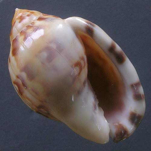 Phalium labiatum iheringe Carcelles, 1953