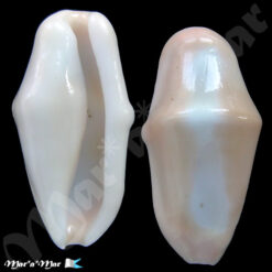 Cyphoma gibbosum Linné, 1758