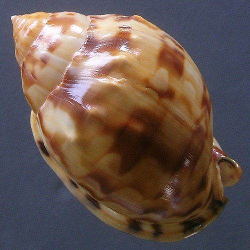 Phalium labiatum iheringe Carcelles, 1953 - Imagem 2