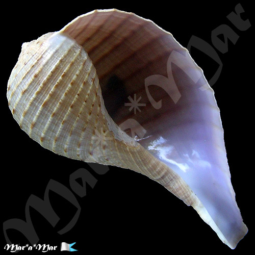 Ficus ventricosa (Sowerby, 1825)