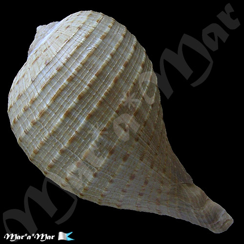 Alternative view of Ficus ventricosa (Sowerby, 1825)