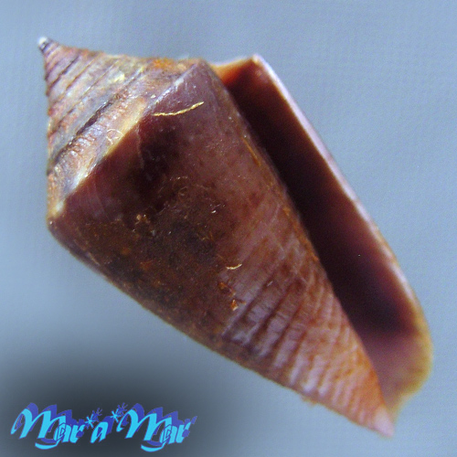 Conus (Jaspidiconus) simonei Petuch & Myers, 2014