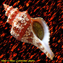 Pleuroploca aurantiaca (Lamarck, 1816)