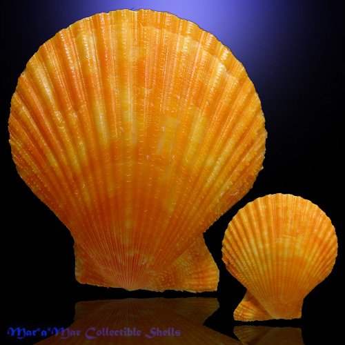 Mimachlamys sanguinea (Linné, 1758)