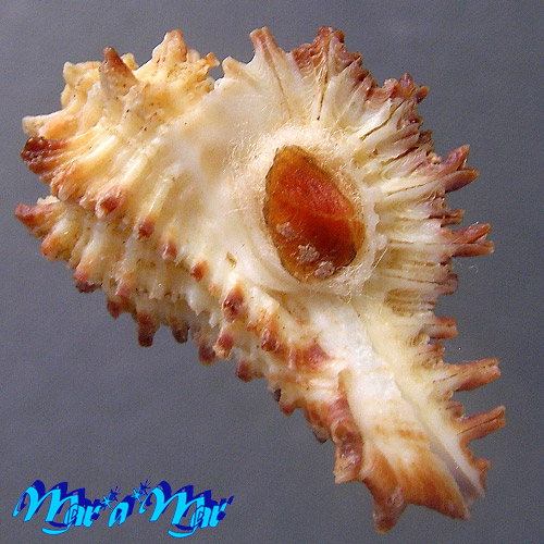 Homalocantha secunda Lamarck, 1822