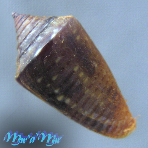 Alternative view of Conus (Jaspidiconus) simonei Petuch & Myers, 2014