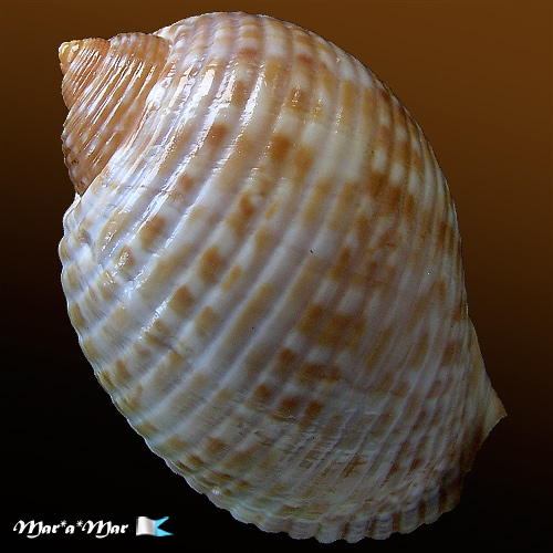 Alternative view of Malea pomum (L., 1758)