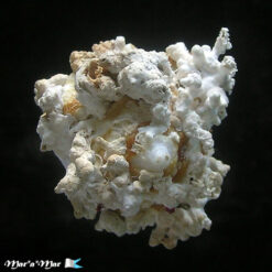 Xenophora conchyliophora (Born, 1780)