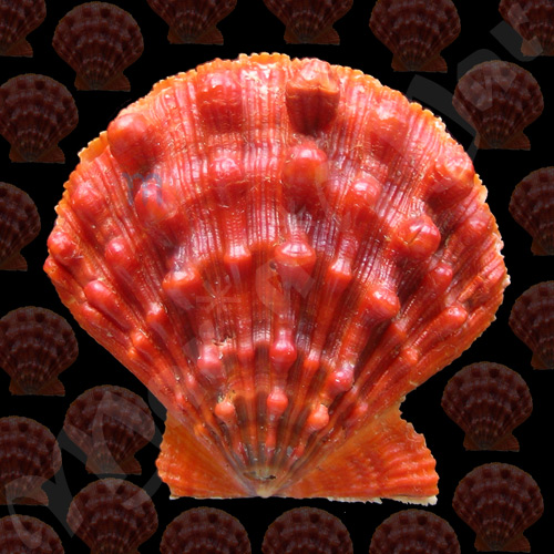 Nodipecten nodosus Linnaeus, 1758