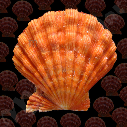 Nodipecten nodosus Linnaeus, 1758 - Imagem 2