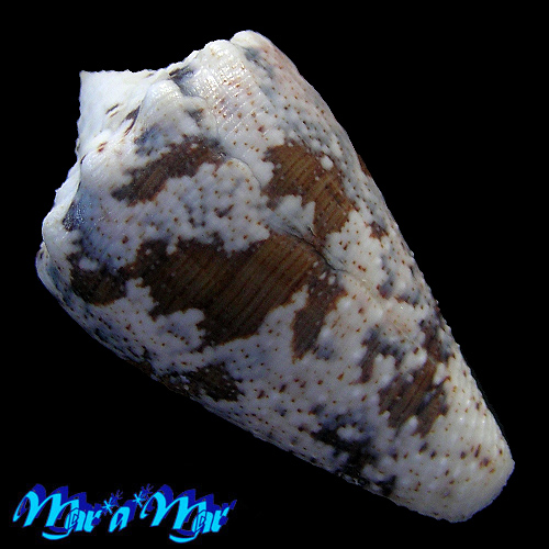 Conus regius Gmelin, 1791 - Imagem 2
