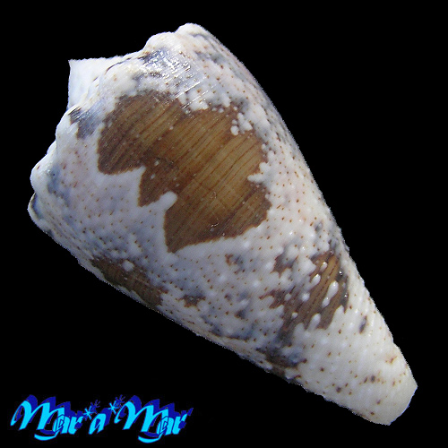 Conus regius Gmelin, 1791 - Imagem 3