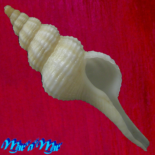 Fusinus mariaodeteae Petuch, E.J. & D.P. Berschauer, 2016