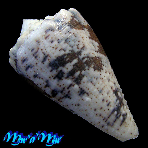 Conus regius Gmelin, 1791 - Imagem 4