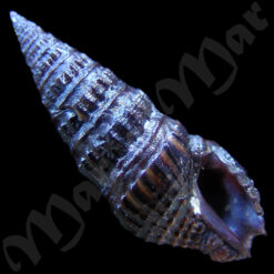 Crassispira fuscescens ( Reeve, 1843)