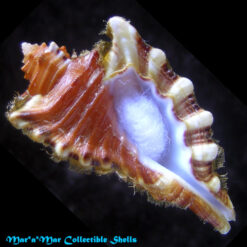 Cymatium femorale (Linnaeus, 1758)