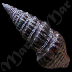 Crassispira fuscescens ( Reeve, 1843) - Image 2