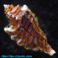 Cymatium femorale (Linnaeus, 1758) - Image 2