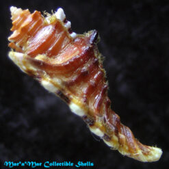 Cymatium femorale (Linnaeus, 1758) - Image 3