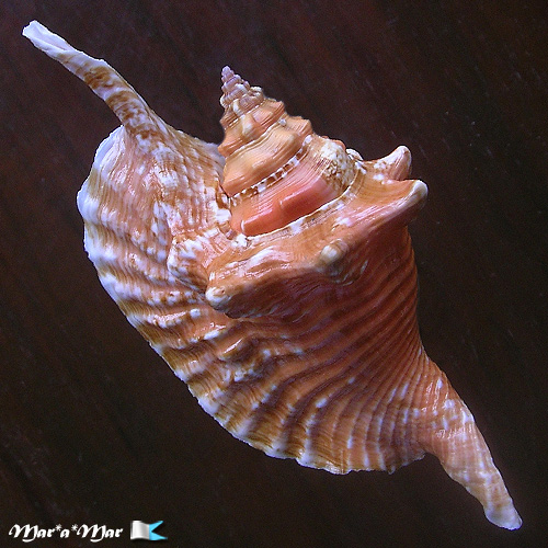 Strombus gallus Linnaeus, 1758