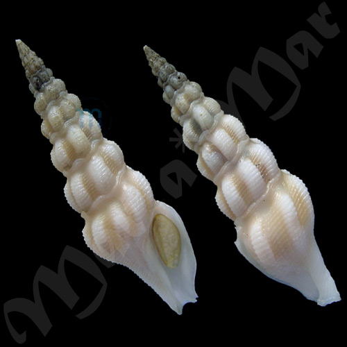 Knefastia horrenda (Watson, 1885)