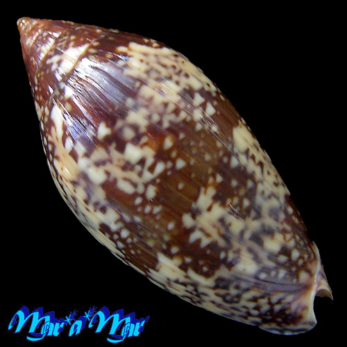 Plicoliva zelindae oceanica Coltro, 2005 - Imagem 2