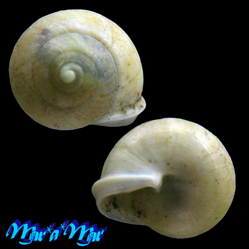 Helicina brasiliensis Gray, 1824 - Imagem 2