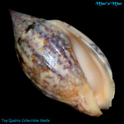 Enaeta barnesii Gray, 1825