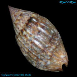 Alternative view of Enaeta barnesii Gray, 1825