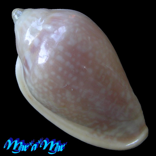 Marginella irrorata Menke, 1828 - Imagem 2