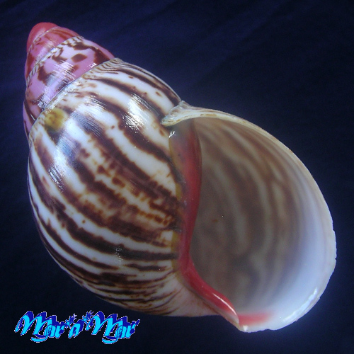 Archachatina marginata (Swainson, 1821)