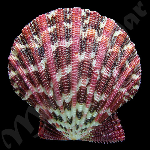 Gloripallium pallium (Liné, 1758)