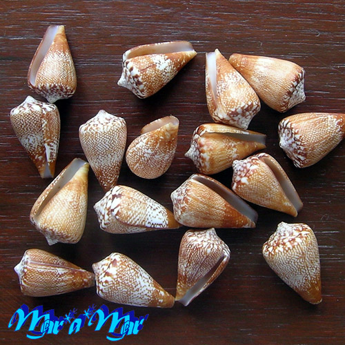 Africonus (Conus) delanoyae Trovão, 1979