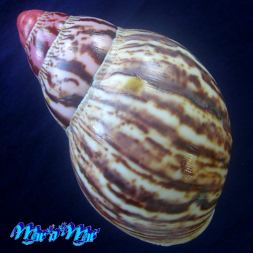 Alternative view of Archachatina marginata (Swainson, 1821)