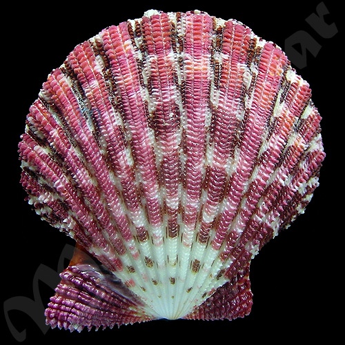 Gloripallium pallium (Liné, 1758) - Imagem 2