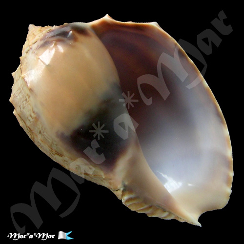 Harpa crenata Swainson, 1822