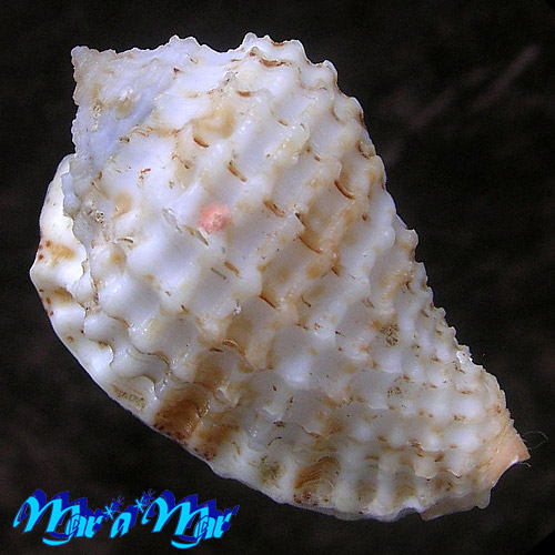 Alternative view of Morum watanabei Kosuge, 1981