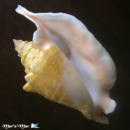 Alternative view of Strombus gallus Linnaeus, 1758