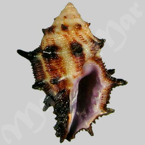 Habromorula spinosa (A. & H. Adams, 1853)