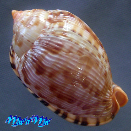 Alternative view of Cypraeacassis testiculus senegalica (Gmelin, 1791)