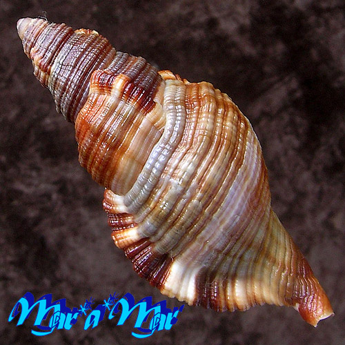 Cymatium pileare (L., 1758) - Imagem 2
