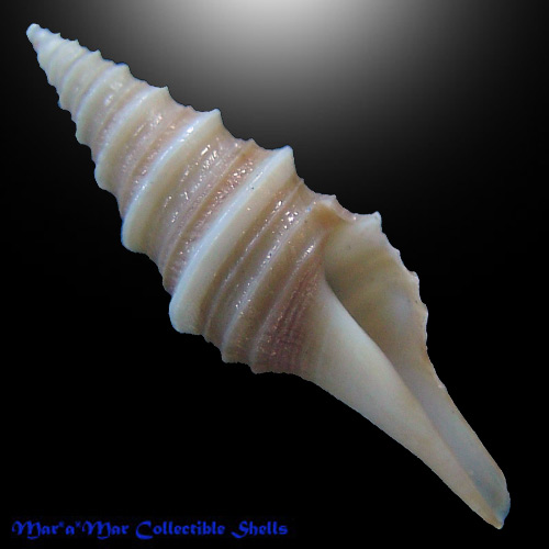Polystira cf. lindae Petuch, 1987