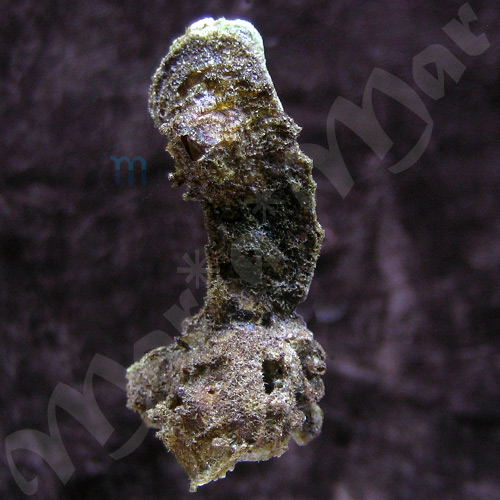 Malleus candeanus (d´Orbigny, 1842)