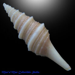Polystira cf. lindae Petuch, 1987 - Image 2