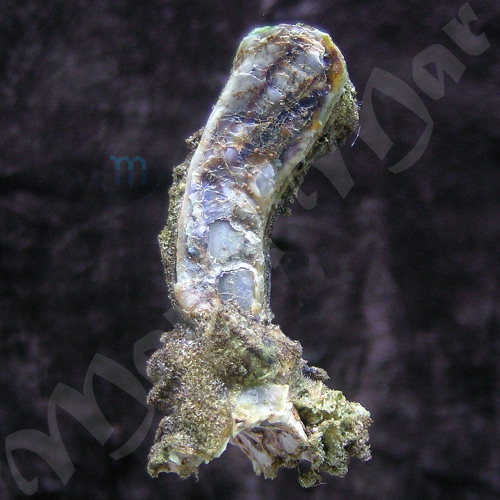 Malleus candeanus (d´Orbigny, 1842) - Imagem 2