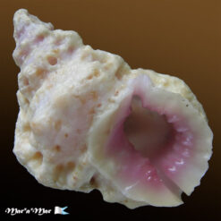 Bursa rhodostoma thomae Orbigny, 1842