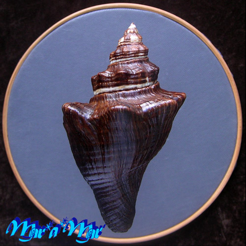 Alternative view of Pugilina tupiniquim Abbate & Simone, 2015